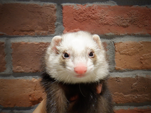 家族が決まりました 3 23 3 29 Ferret World