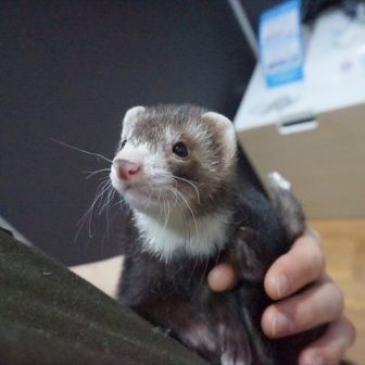 個別紹介 マウンテンビューフェレットがすくすく成長中 Ferret World