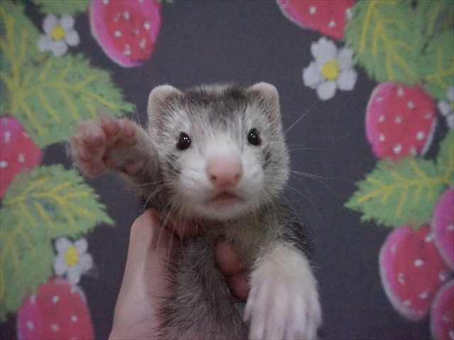 個別紹介 マウンテンビューフェレットがすくすく成長中 Ferret World