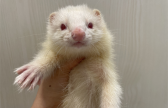 家族が決まりましたに関する記事一覧 | FERRET WORLD