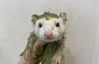 お風呂でキレイになったよに関する記事一覧 | FERRET WORLD