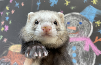 家族が決まりましたに関する記事一覧 | FERRET WORLD