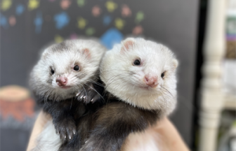 家族が決まりましたに関する記事一覧 | FERRET WORLD